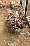 Millie/Calico Cochin Bantam Hatching Eggs
