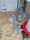 Lavender Silkie Pullets