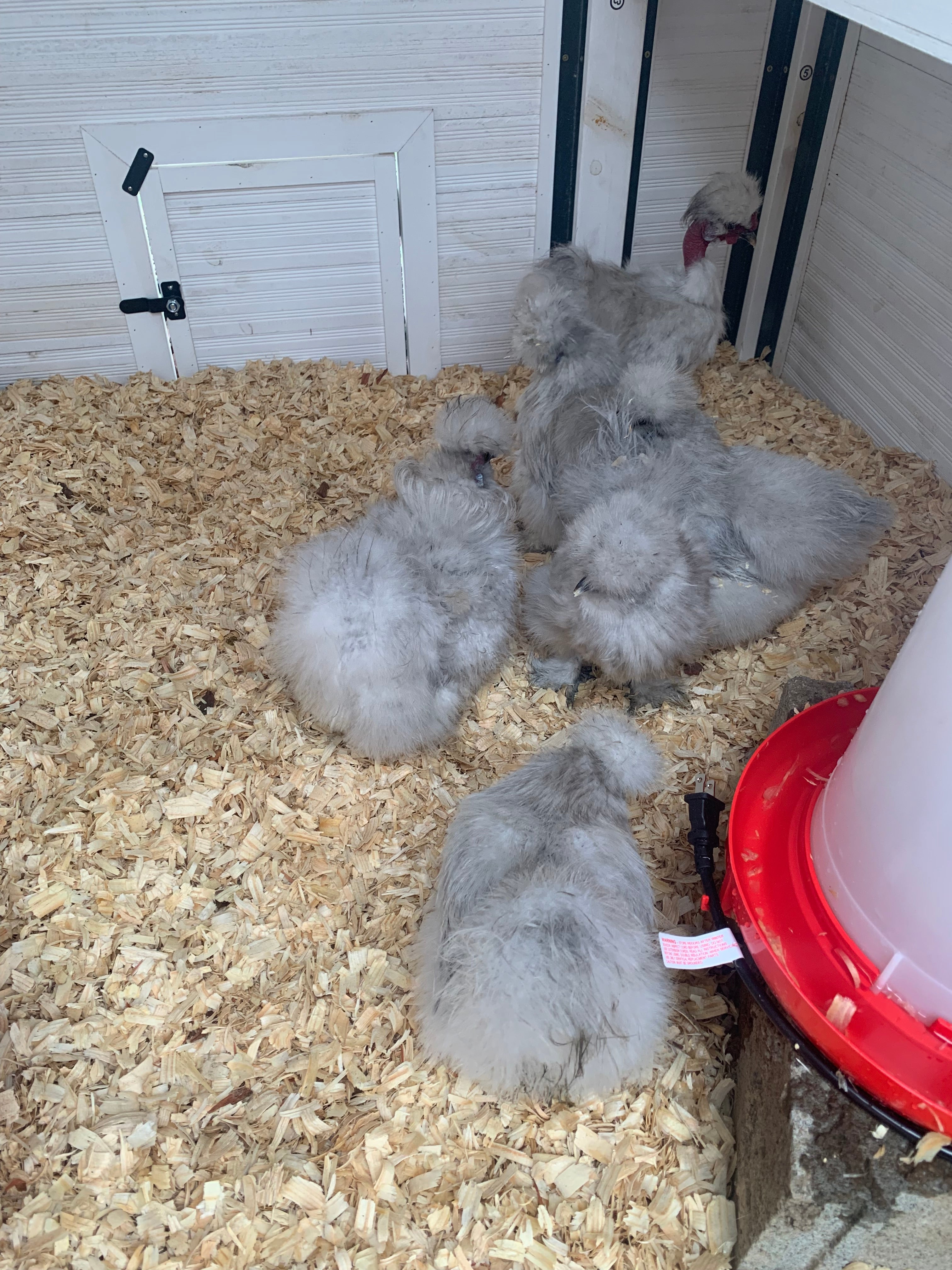 Lavender Silkie Pullets