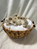 Splash Marans Pullets