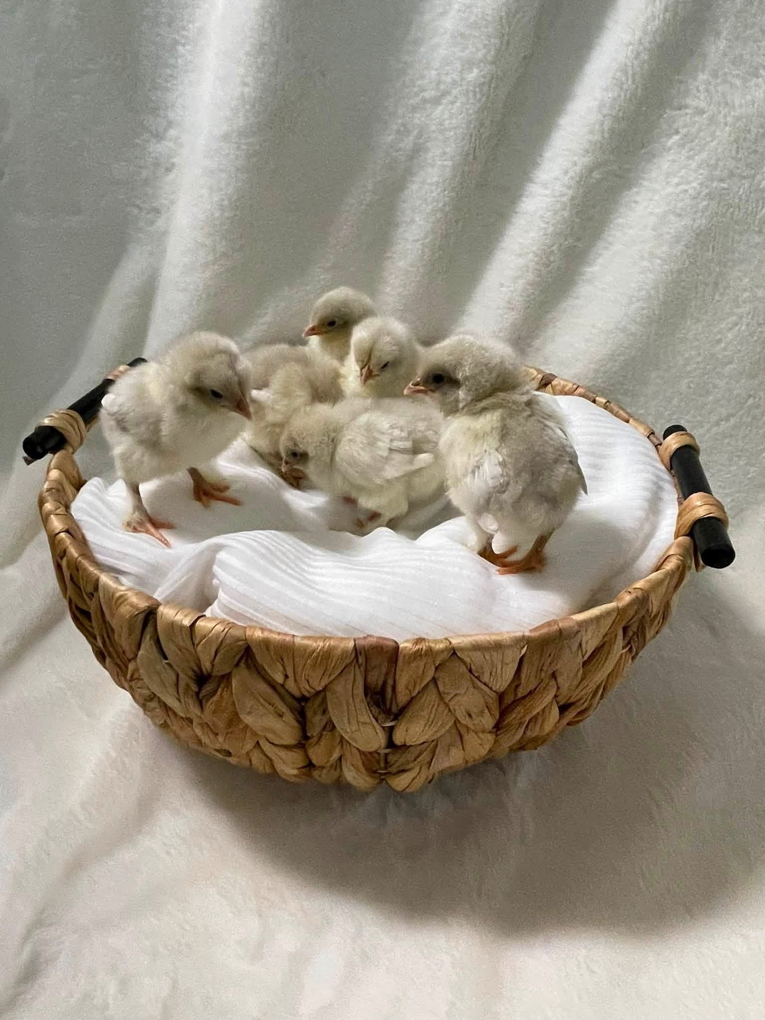 Splash Marans Pullets