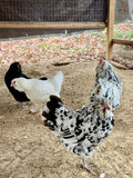 Ermine Ameraucana Hatching Eggs