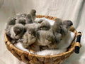 Lavender Orpington Pullets