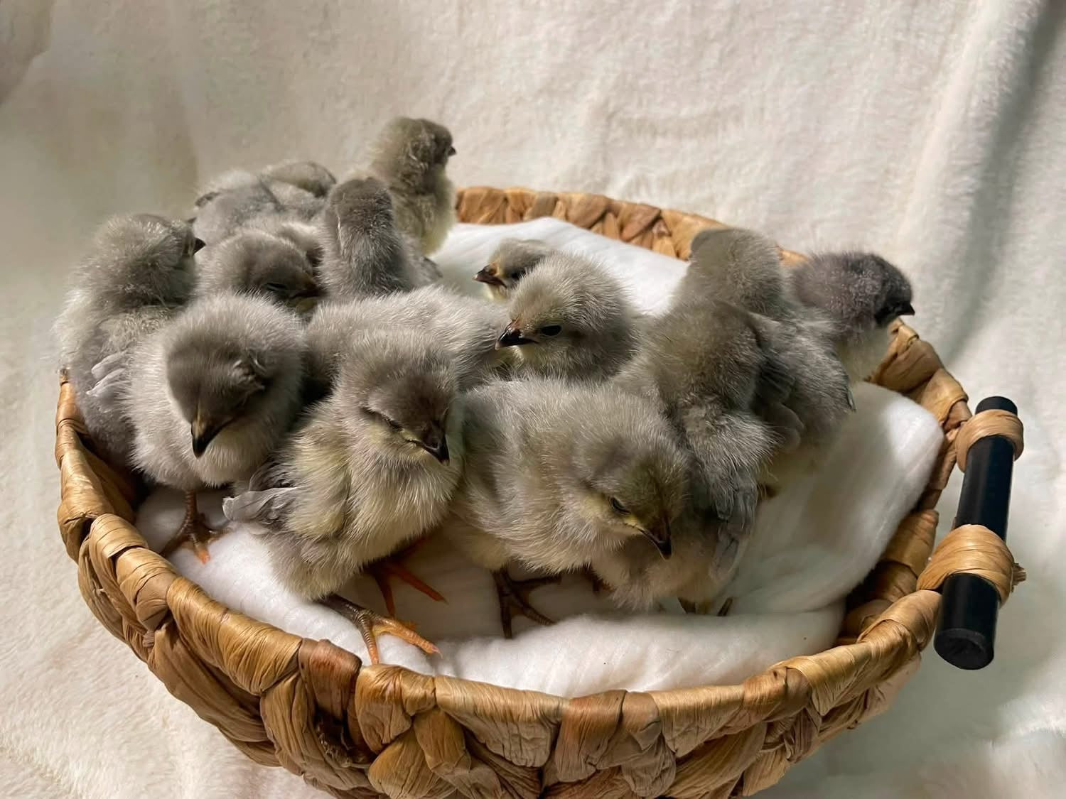 Lavender Orpington Pullets