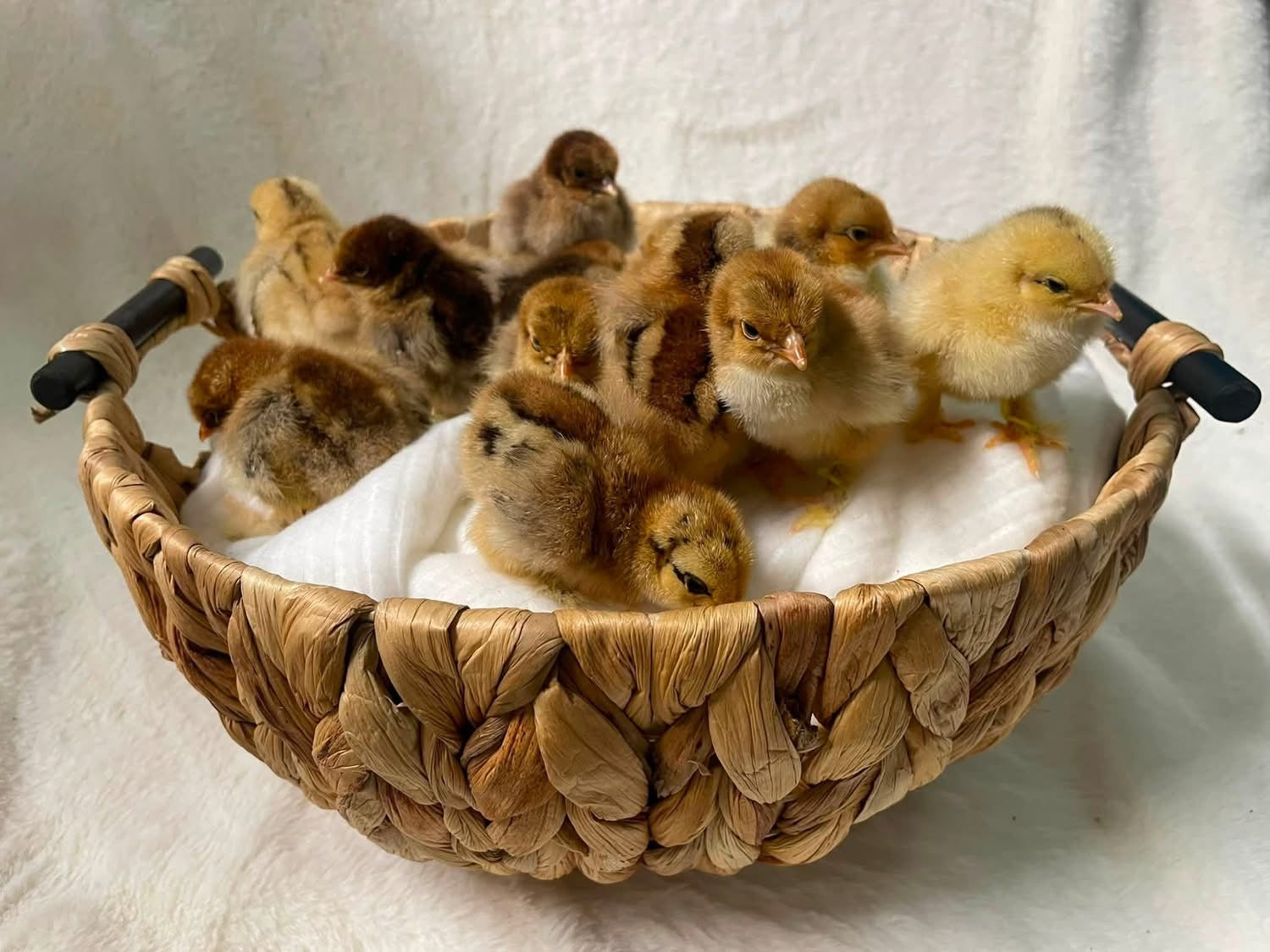 Millie/Calico Cochin Bantams Pullets