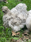 Splash Silkie Pullets