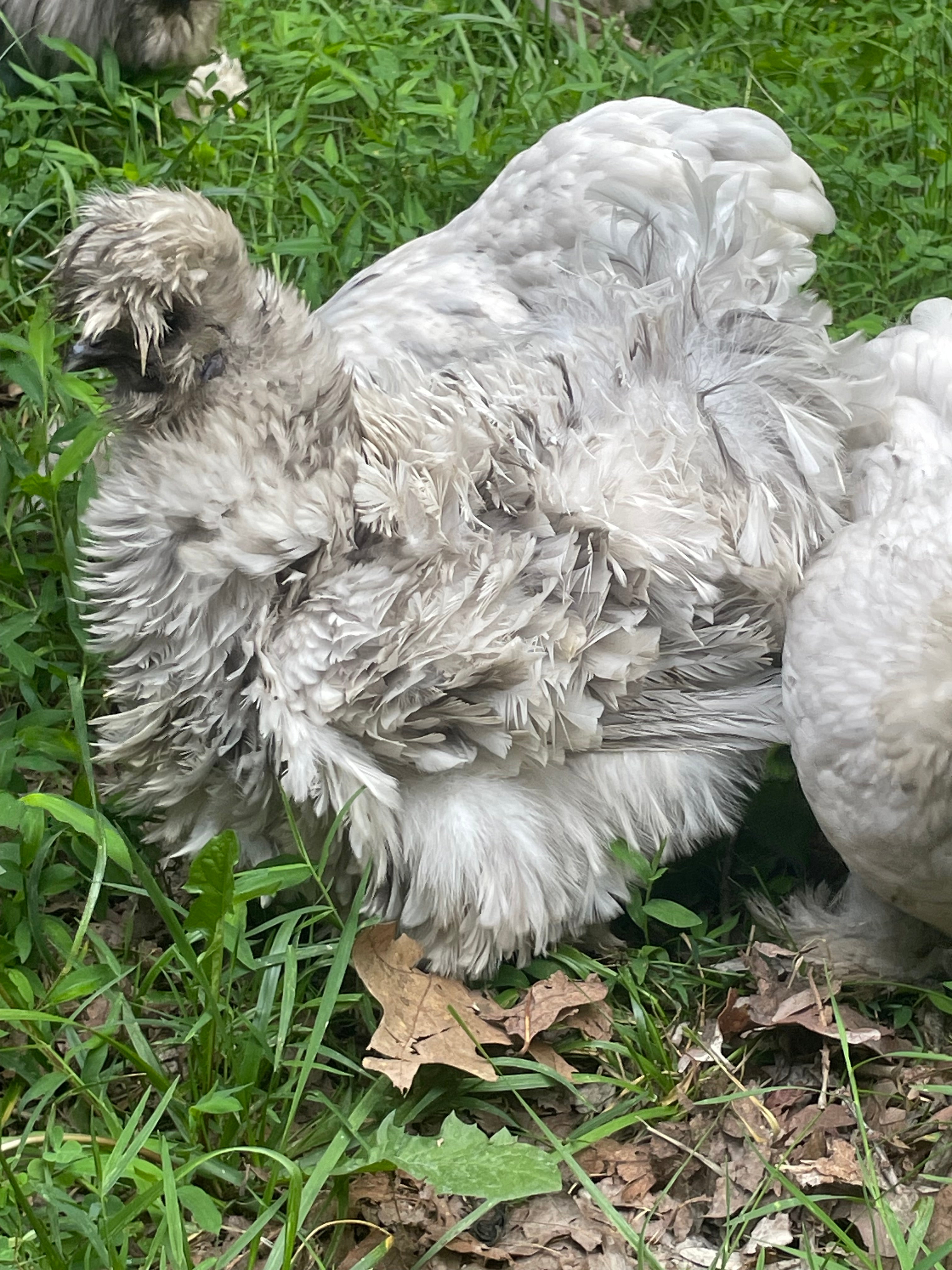 Splash Silkie Pullets