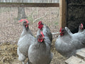 Lavender Orpington Hatching Eggs