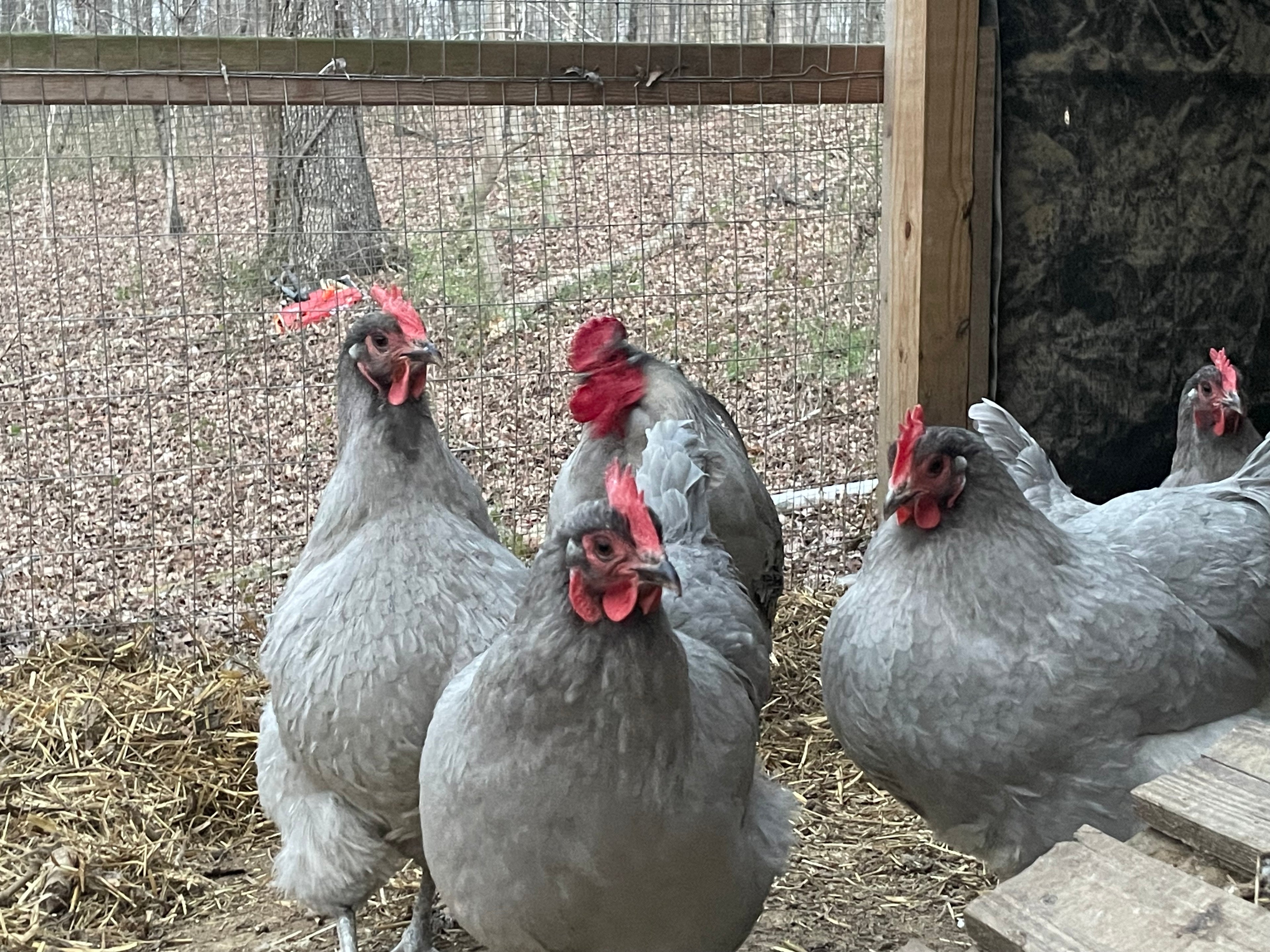 Lavender Orpington Hatching Eggs