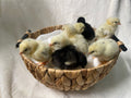 Ermine Ameraucana Pullet