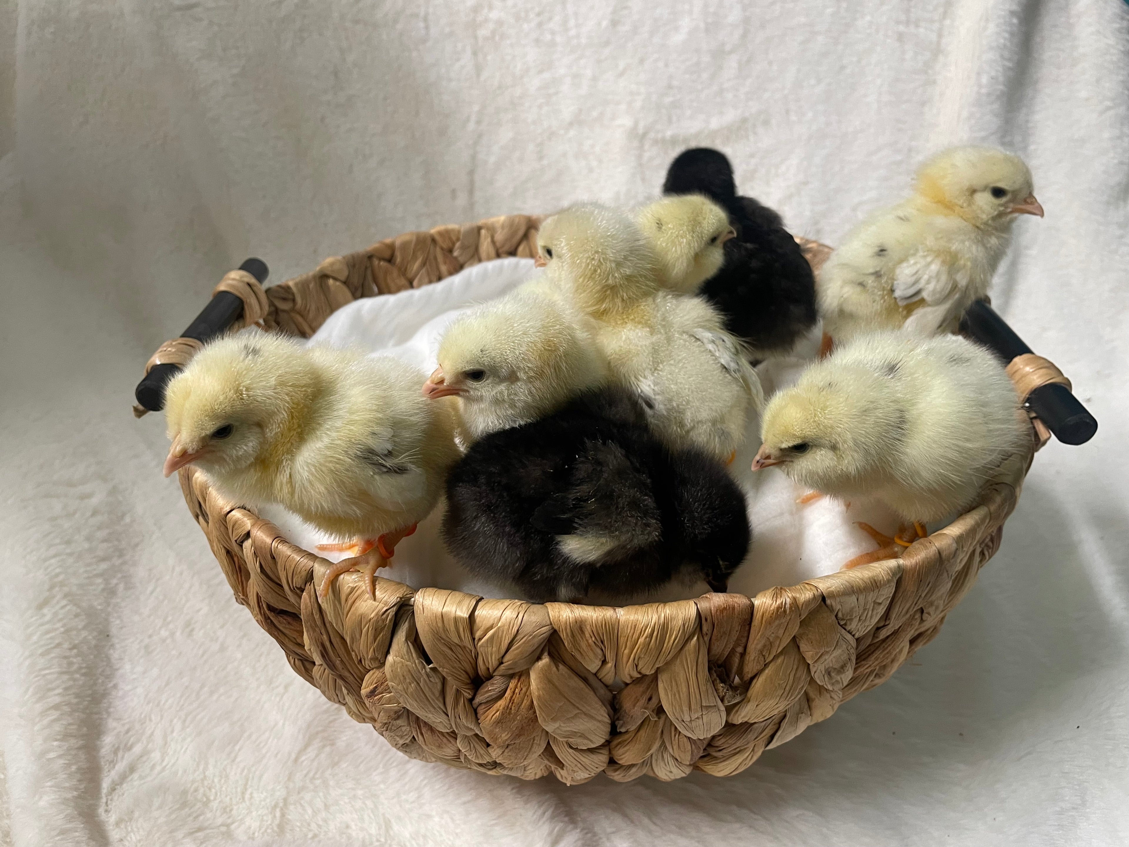Ermine Ameraucana Pullet