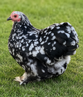 Mottled Cochin Bantam Pullets