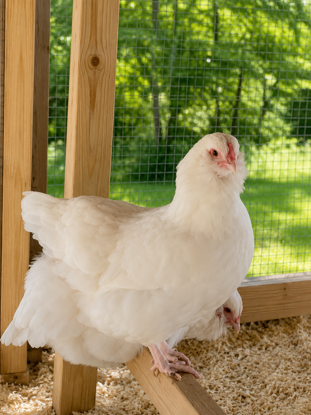 Dominate White Ameraucana Pullet
