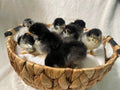 Black Copper Maran Pullets