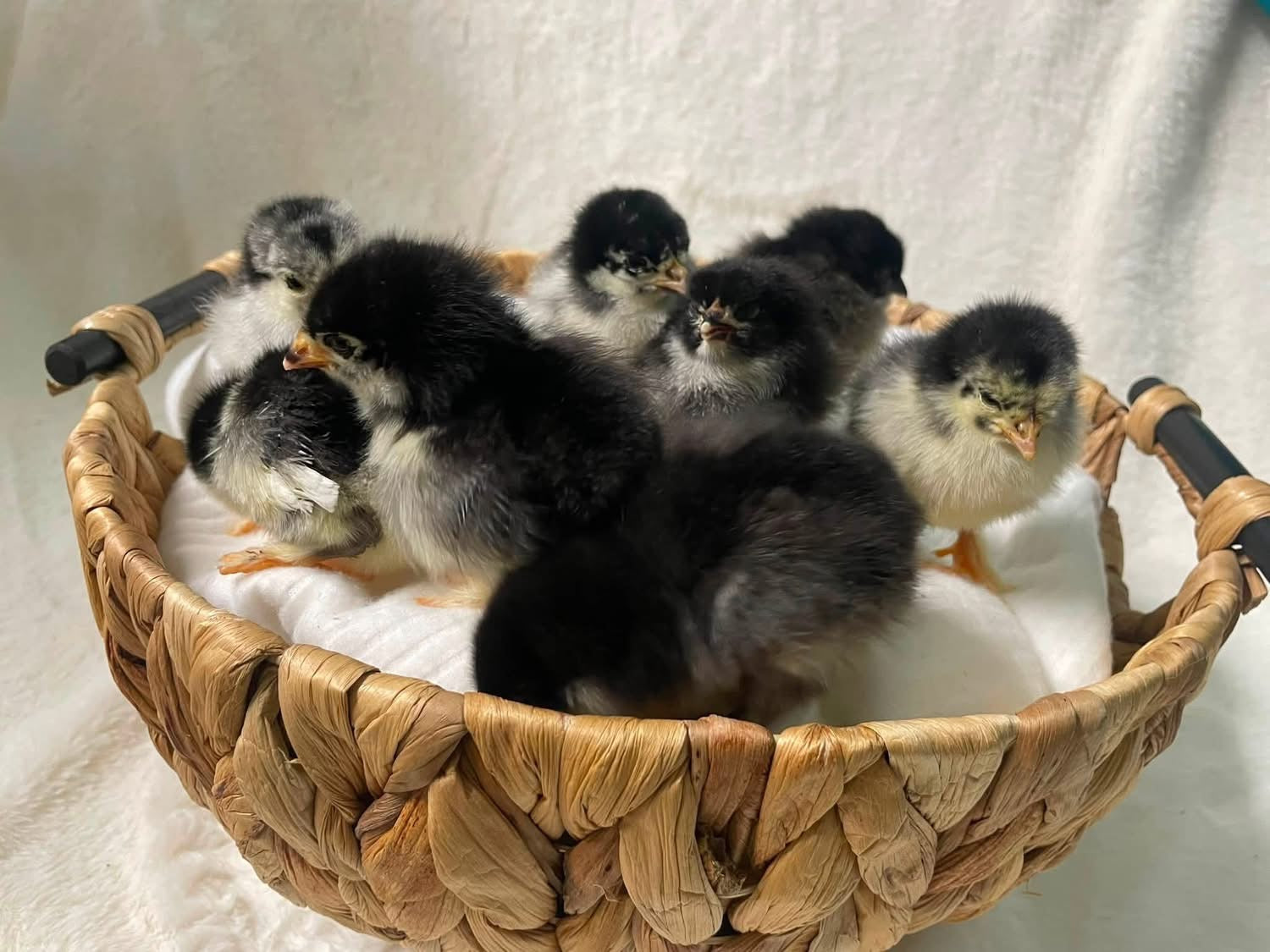Black Copper Maran Pullets